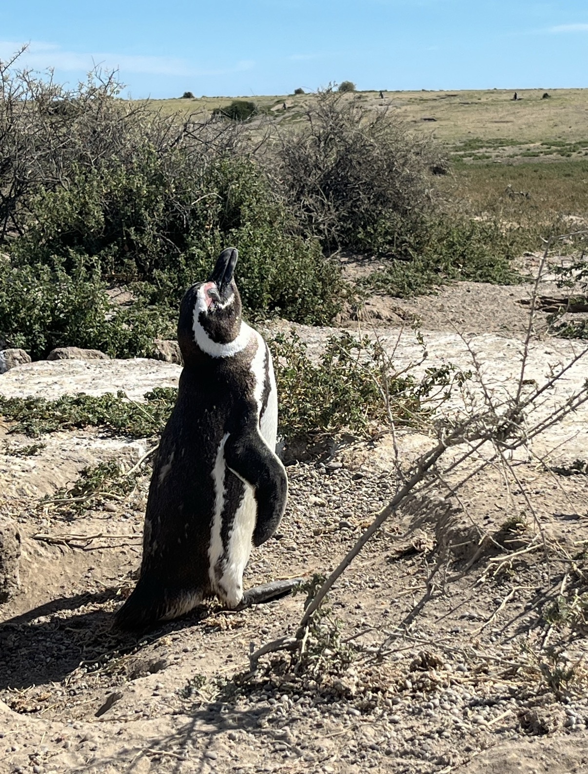 Patagonia penguin Argentina
